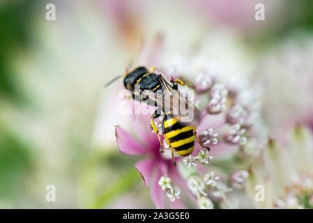 Un Ectemnius les guêpes fouisseuses (cephalotes) sur la fleur un Astrantia Banque D'Images