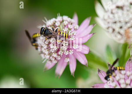 Les guêpes fouisseuses (Ectemnius cephalotes) sur la fleur un Astrantia Banque D'Images