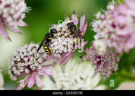 Les guêpes fouisseuses (Ectemnius cephalotes) sur la fleur un Astrantia Banque D'Images