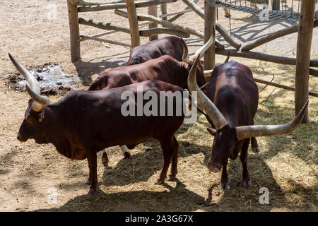Petit groupe de vaches d'afrique Banque D'Images