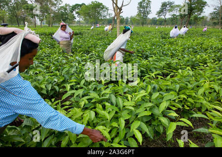 L'Inde Milan Plus de femmes travaillant sur la plantation de thé la cueillette les feuilles 17- 4-2018 Jaco photo Claude Rostand Banque D'Images