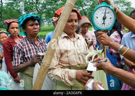 L'Inde Milan Plus de femmes travaillant sur la plantation de thé, peser le poids 17- 4-2018 Jaco photo Claude Rostand Banque D'Images