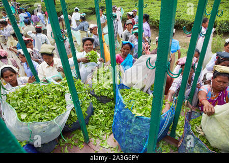 L'Inde Milan Plus de femmes travaillant sur la plantation de thé de recueillir les feuilles 17- 4-2018 Jaco photo Claude Rostand Banque D'Images