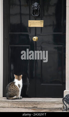 Downing Street, London, UK. 8e octobre 2019. Larry le chat attend patiemment à la porte du 10 Downing Street au cours de la réunion hebdomadaire du cabinet. Credit : Malcolm Park/Alamy Live News. Banque D'Images