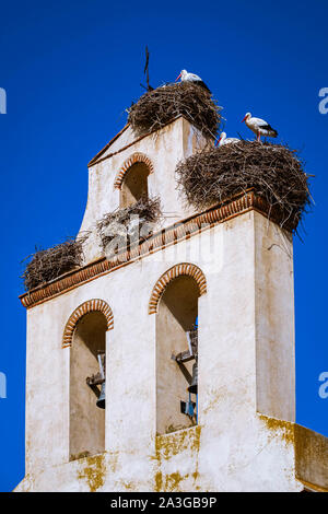 Groupe de Stork dans leur nid dans beel tower Banque D'Images