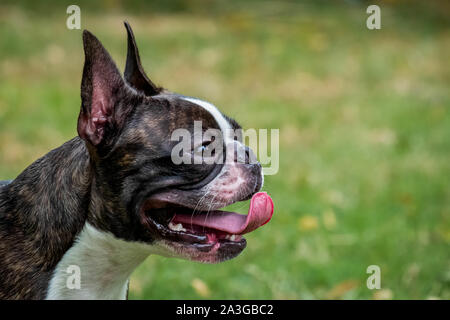 Portrait boston terrier pure race in garden Banque D'Images