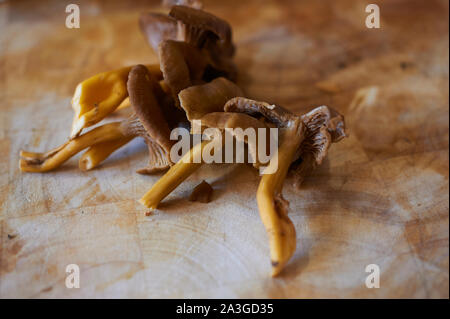 Sélection de champignons sauvages se nourrissent sur un plan de travail de cuisine Banque D'Images