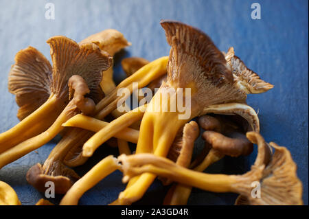 Sélection de champignons sauvages se nourrissent sur un plan de travail de cuisine Banque D'Images