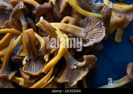 Sélection de champignons sauvages se nourrissent sur un plan de travail de cuisine Banque D'Images