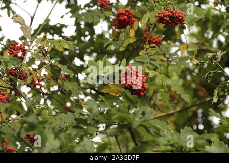 Le Rowan Tree a de beaux fruits orange rouge à l'automne, les oiseaux les aiment. Banque D'Images