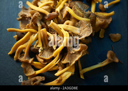 Sélection de champignons sauvages se nourrissent sur un plan de travail de cuisine Banque D'Images