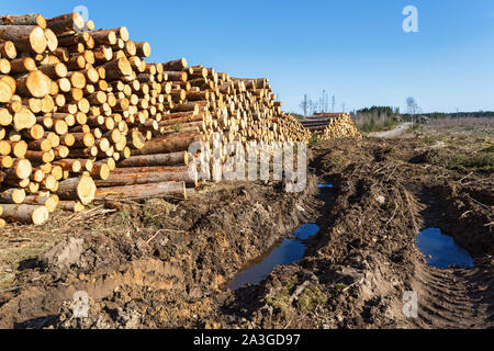 Les dommages au véhicule d'un dépôt de bois de la déforestation Banque D'Images