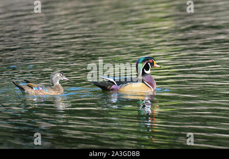 Une paire de mâles et femelles de Canards branchus, Aix sponsa, dans un étang avec la réflexion. Banque D'Images