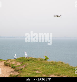 Deux mouettes au bord de la falaise à la recherche à un bourdon qui s'approche, à la côte anglaise, Dorset Banque D'Images