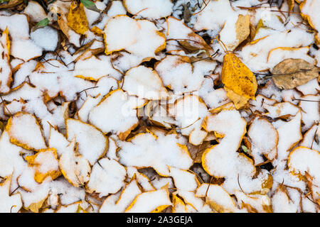 Début de la neige sur une couche de feuilles de tremble dans la forêt autour de la ville de Banff Alberta Canada Banque D'Images