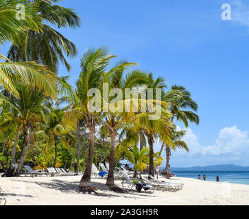 Plage avec palmiers et sable blanc et chaises longues en face de l'océan, île des caraïbes cayo levantado Banque D'Images