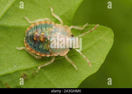 Forêt fraîchement muées Shieldbug (Pentatoma rufipes) nymphe toujours pour obtenir sa couleur. Tipperary, Irlande Banque D'Images