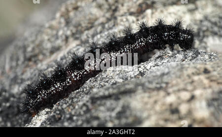 Marsh Fritillary caterpillar (Euphydryas aurinia) ramper le long du sol. Tipperary, Irlande Banque D'Images