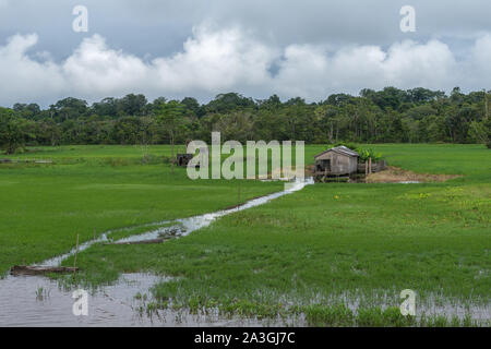 A deux jours de voyage en bateau de Manaus à Tefé sur le fleuve Amazone ou Rio Solimoes, fin de saison des pluies, l'Amazonie, Brésil, Amérique Latine Banque D'Images