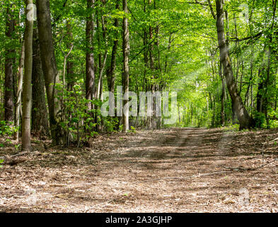 Rayons de soleil le matin dans l'avant-plan Banque D'Images