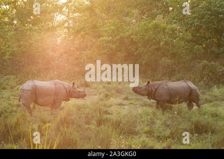 Parc national de Chitwan, Népal, deux rhinocéros à une corne (Rhinoceros unicornis) face à face Banque D'Images