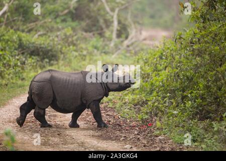 Parc national de Chitwan, Népal, les jeunes rhinocéros à une corne (Rhinoceros unicornis) traverser une route de terre Banque D'Images