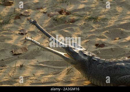 Parc national de Chitwan, Népal, (Gavialis gangeticus Gharial) avec les mâchoires ouvertes dans le centre d'élevage de conservation gavial Banque D'Images