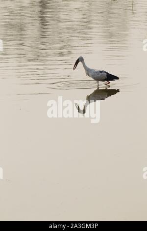Parc national de Chitwan, Népal, Asian Openbill Anastomus oscitante (alimentation) dans la rivière Banque D'Images