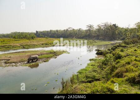 Parc national de Chitwan, Népal, rhinocéros à une corne (Rhinoceros unicornis) dans la rivière Banque D'Images