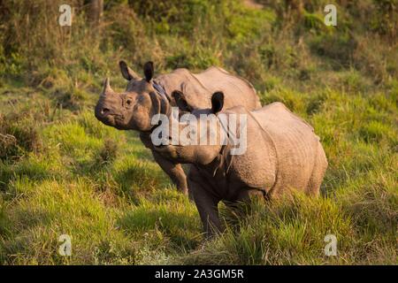 Parc national de Chitwan, Népal, deux rhinocéros à une corne (Rhinoceros unicornis) dont un portant un collier émetteur Banque D'Images