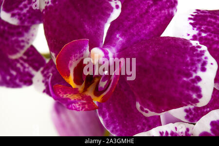 Phalaenopsis rose devant un fond blanc Banque D'Images