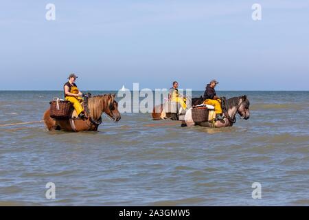 Belgique, Flandre occidentale province, Koksijde, Oostduinkerke, la pêche de crevettes à cheval est un type de pêche unique au monde, reconnue comme patrimoine culturel immatériel de l'humanité par l'UNESCO en 2013 dont la tradition remonte à plusieurs siècles Banque D'Images