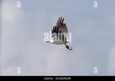 Philippines, Palawan, Malampaya Sound paysages terrestres et marins protégés à ventre blanc, de la mer blanche (Haliaeetus leucogaster), volant et tenant un poisson Banque D'Images