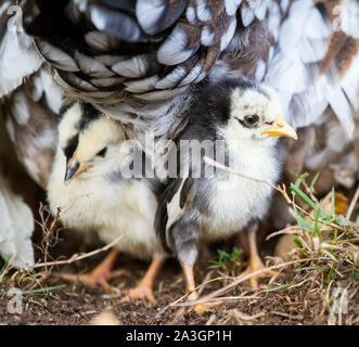 Deux oisillons sous la mère poule - Stoapiperl Steinhendl /, une espèce en voie d'Autriche race de poulet Banque D'Images