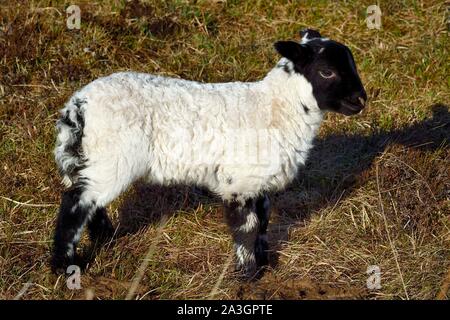 Royaume-uni, Ecosse, Highland, Hébrides intérieures, à l'île de Mull, Scottish Blackface agneau mouton Banque D'Images