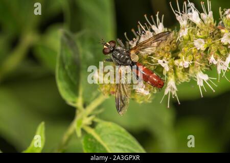 Mouche parasite (Cylindroma bicolor) à cheval (menthe Mentha longifolia), Bade-Wurtemberg, Allemagne Banque D'Images