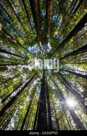 Vue de dessous dans la cime des arbres, forêt Redwood, Sequoia sempervirens (Sequoia sempervirens), la forêt de Whakarewarewa, Rotorua, île du Nord, nouveau Banque D'Images