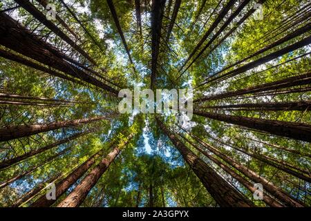 Vue de dessous dans la cime des arbres, forêt Redwood, Sequoia sempervirens (Sequoia sempervirens), la forêt de Whakarewarewa, Rotorua, île du Nord, nouveau Banque D'Images