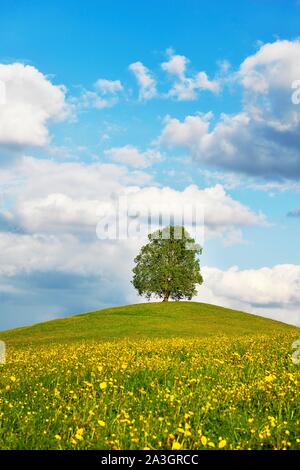 Solitarbaum, tilleul (Tilia), sur une colline, devant un champ de fleurs avec le pissenlit (Taraxacum), Zürich, canton de Zoug, Suisse Banque D'Images