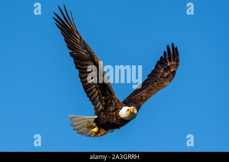 L'aigle chauve américain regardant attentivement comme il vole par Banque D'Images