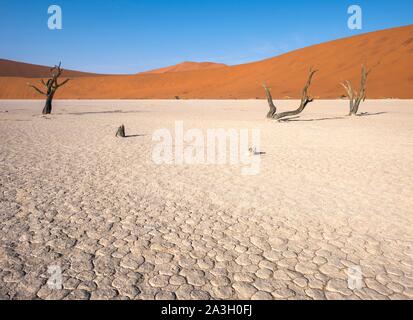 Hardap Namibie, province, Namib-Naukluft National Park, Deadvlei Banque D'Images