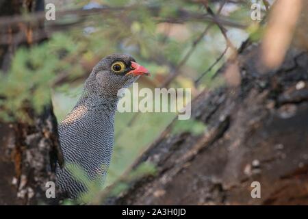 La Namibie, Oshikoto province, Onguma Private Game R ?serve, Francolin à bec rouge bec rouge Banque D'Images