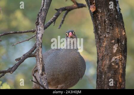 La Namibie, Oshikoto province, Onguma Private Game R ?serve, Francolin à bec rouge bec rouge Banque D'Images