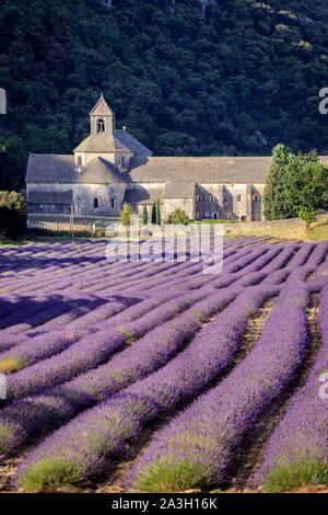 La France, Vaucluse, commune de Gordes, champ de lavande en face de l'abbaye Notre Dame de Sénanque du xiième siècle Banque D'Images