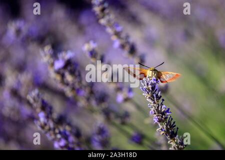 La France, Vaucluse, Luberon, Parc Naturel Régional, Bonnieux, butterfly hummingbird hawk moth (Macroglossum stellatarum) sur un brin de lavande en fleurs Banque D'Images