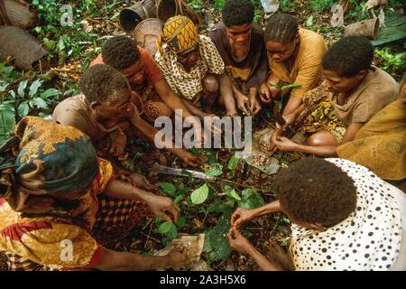 Congo, l'Est, les femmes Baka Lobeke, faites pousser des plantes, tels que les plantains, le manioc et les bananes, et la pratique de l'apiculture Banque D'Images