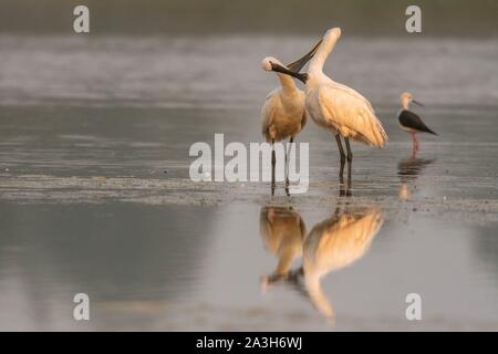 France, Picardie, Baie de Somme, Le Crotoy, Crotoy Marsh, la spatule blanche (Platalea leucorodia Spatule blanche), session de toilettage en commun et l'entraide pour maintenir les liens sociaux Banque D'Images