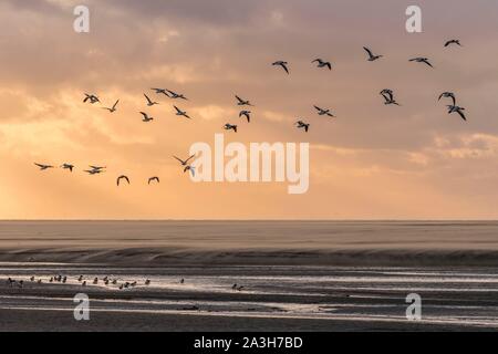 France, Picardie, Baie de Somme, réserve naturelle de la Baie de Somme, Le Crotoy, plages de La Maye, tadorne casarca tadorna Tadorna (au crépuscule) Banque D'Images