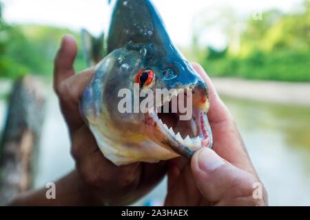 L'Équateur, Tena, immersion l'expérience de la vie avec les Waoranis du Rio Nushino Rhombeus Serrasalmus, piranha, Banque D'Images