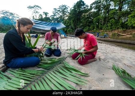 L'Équateur, Tena, immersion l'expérience de la vie avec les Waoranis, bivouac sur les rives du Rio Nushino, tissage de feuilles de palmier Banque D'Images